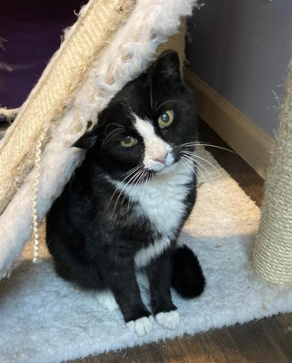 Kloe Pepper, Adoptable, Adult Female Domestic Short Hair & Tuxedo.