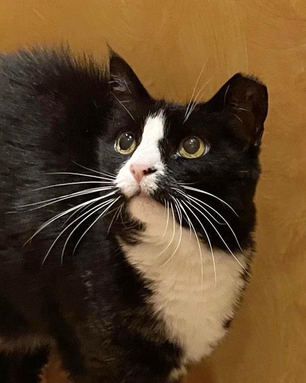 Enlarge Kloe Pepper, a Adoptable mixed breed in Chandler, AZ image 2/3