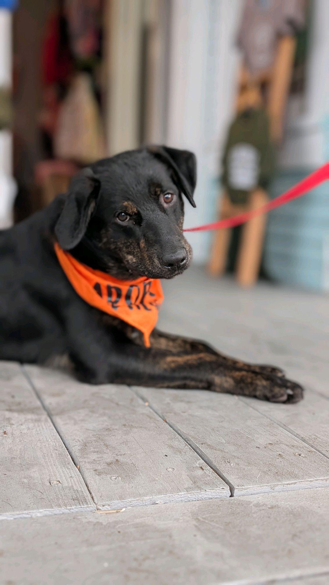 Enlarge Jasper, a ADOPTABLE mixed breed in Coldspring, TX image 5/5