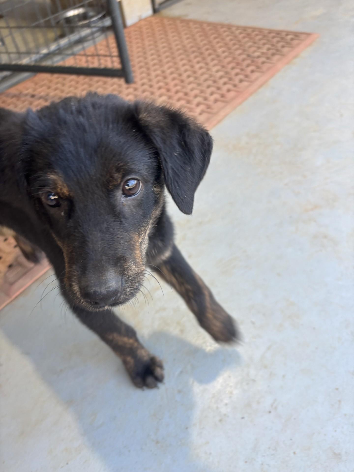 Enlarge Jasper, a ADOPTABLE mixed breed in Coldspring, TX image 1/3