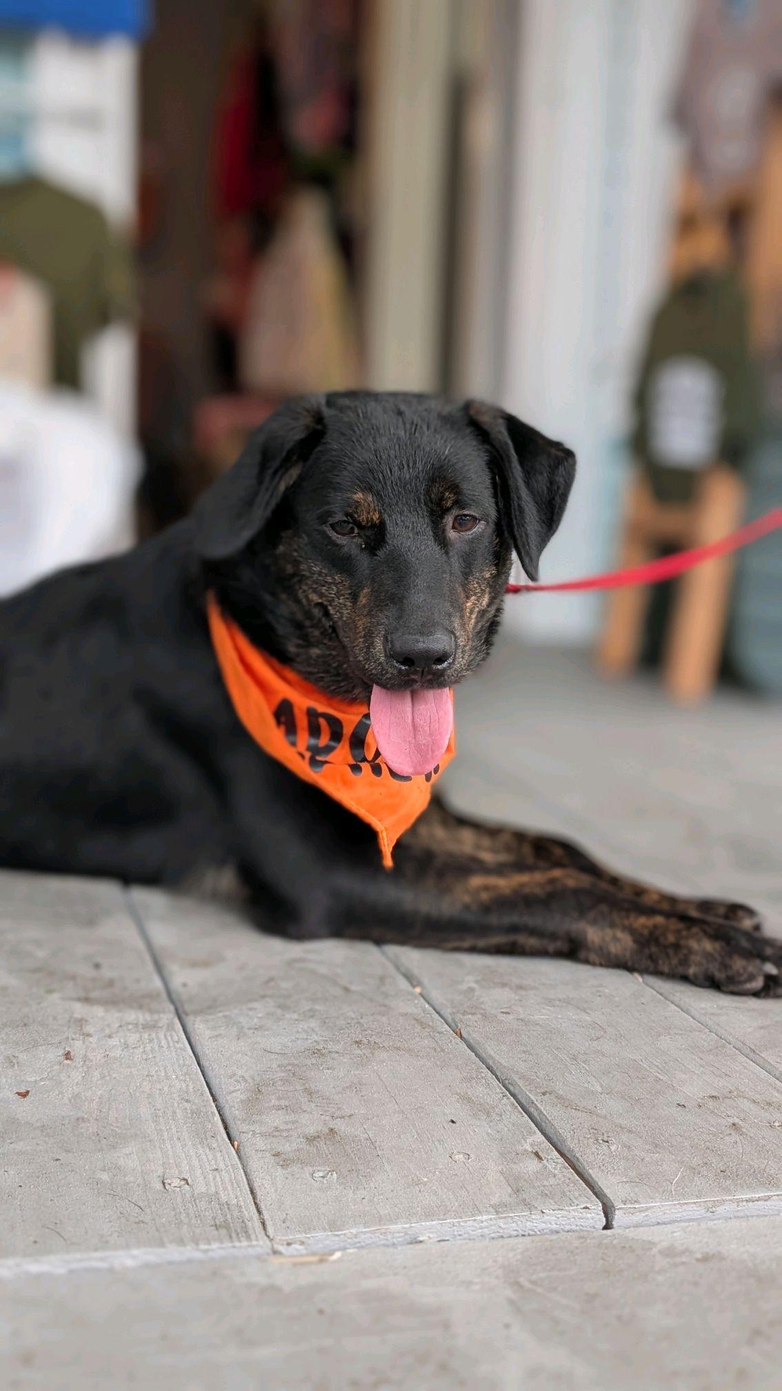 Enlarge Jasper, a ADOPTABLE mixed breed in Coldspring, TX image 1/5