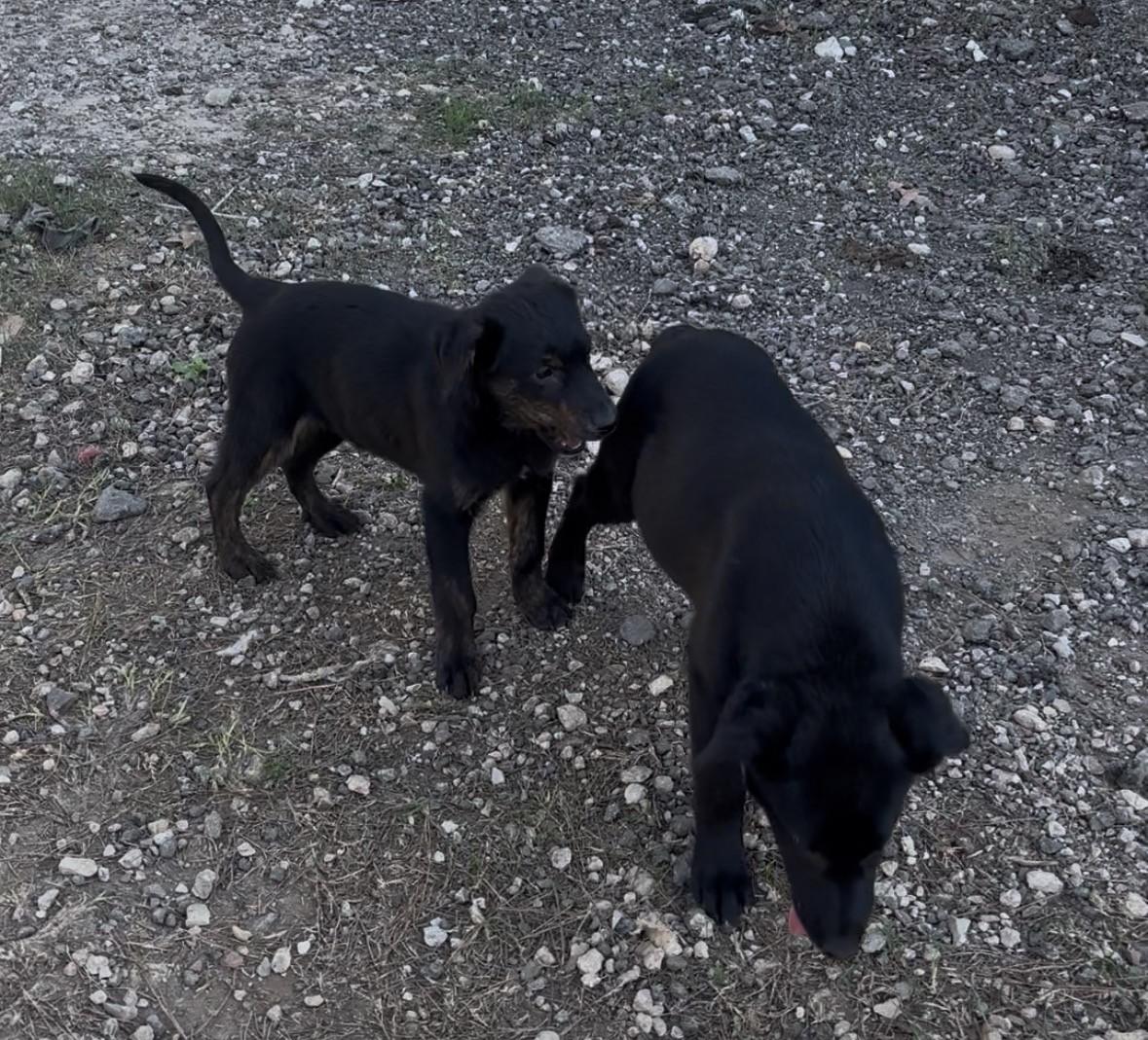 Enlarge Jasper, a ADOPTABLE mixed breed in Coldspring, TX image 3/3