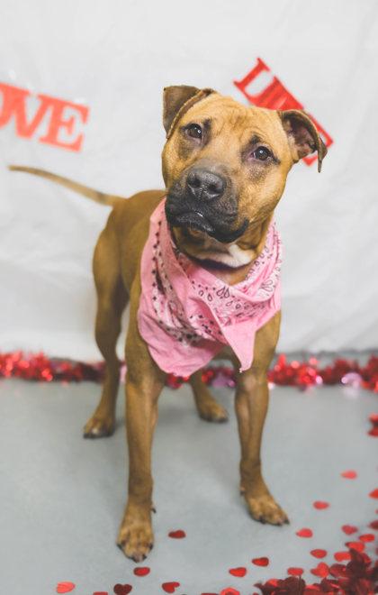 Enlarge Harvey, a Adoptable mixed breed in Maumee, OH image 1/3