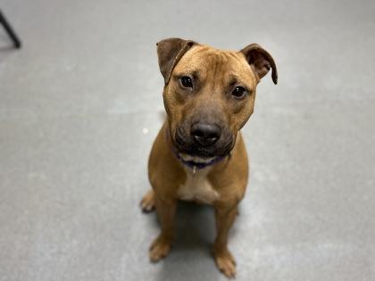 Enlarge Harvey, a Adoptable mixed breed in Maumee, OH image 2/3
