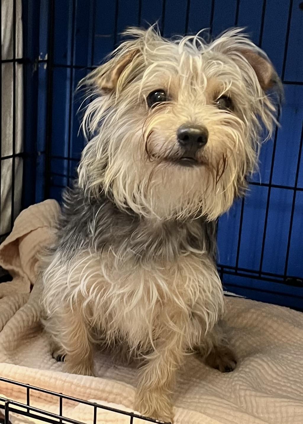 Benji, a ADOPTABLE Yorkshire Terrier in Los Angeles, CA image 1/6