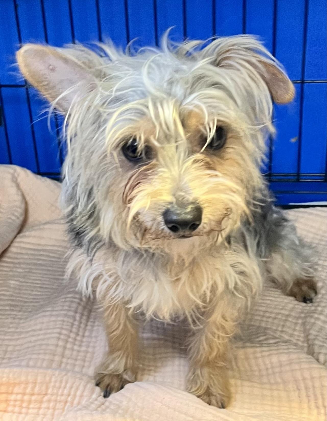 Benji, a ADOPTABLE Yorkshire Terrier in Los Angeles, CA image 6/6