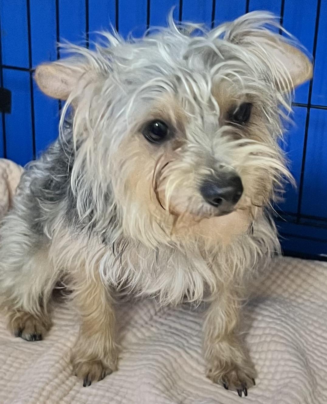 Benji, a ADOPTABLE Yorkshire Terrier in Los Angeles, CA image 2/6