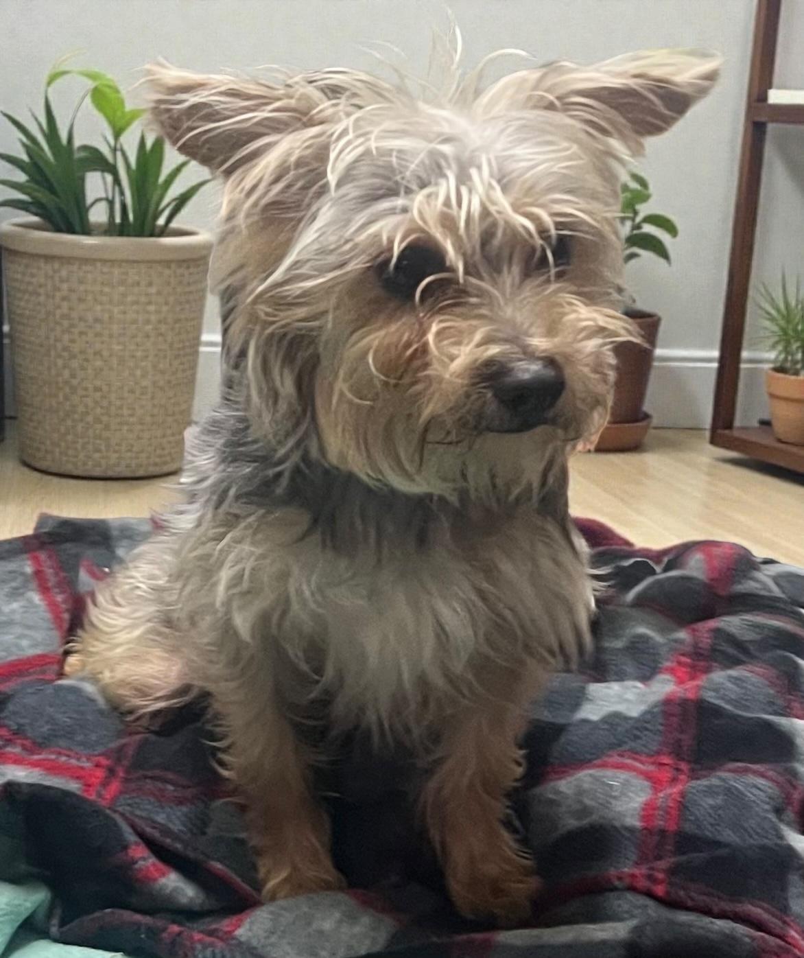 Benji, a ADOPTABLE Yorkshire Terrier in Los Angeles, CA image 4/6