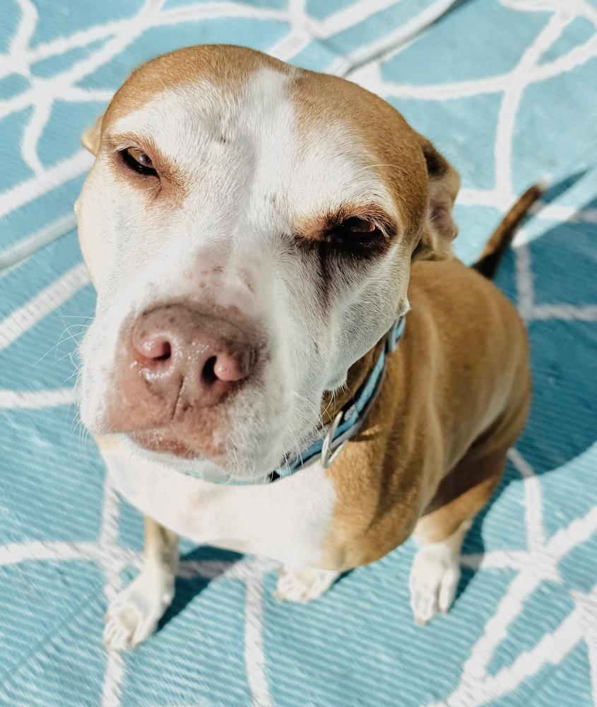 Tootoo, a Adoptable mixed breed in San Antonio, TX image 1/6