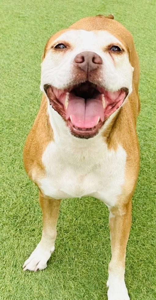 Tootoo, a Adoptable mixed breed in San Antonio, TX image 2/6