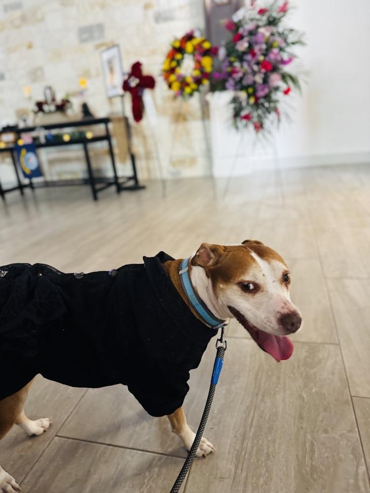 Tootoo, a Adoptable mixed breed in San Antonio, TX image 3/6