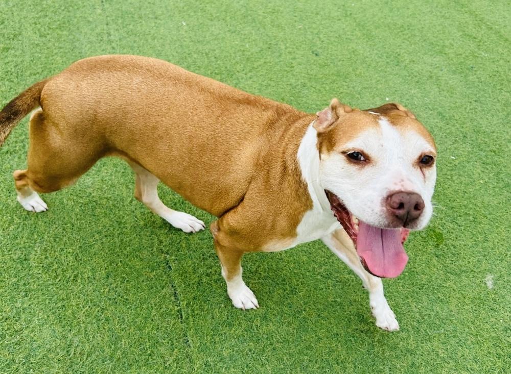 Tootoo, a Adoptable mixed breed in San Antonio, TX image 4/6