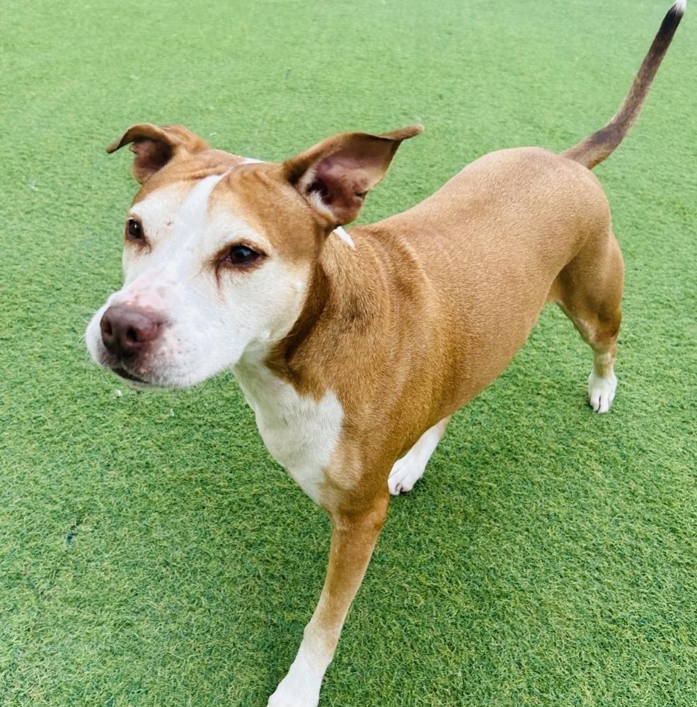 Tootoo, a Adoptable mixed breed in San Antonio, TX image 5/6