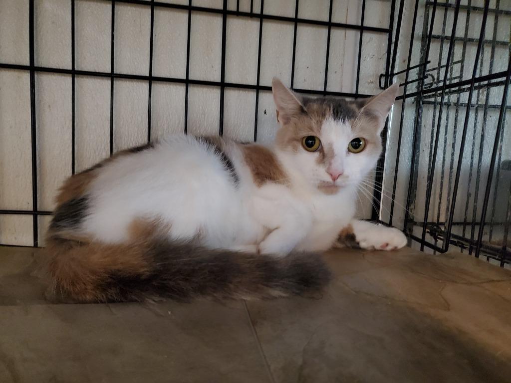 Flora, Adoptable, Adult Female Domestic Short Hair.