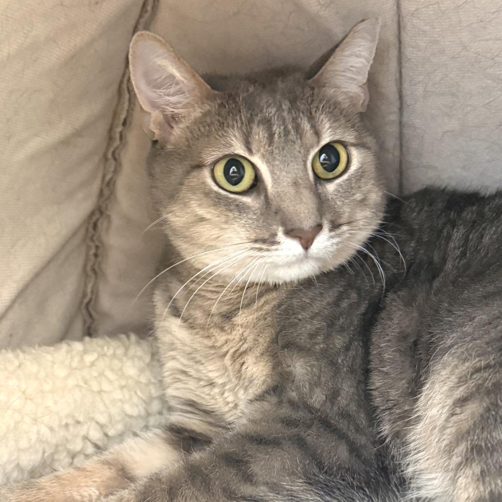 Evie, Adoptable, Adult Female Domestic Short Hair.