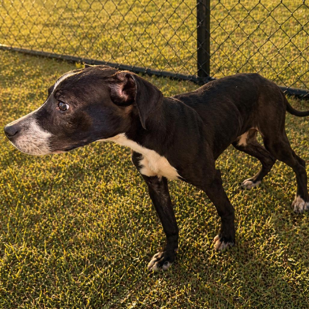 Polly, Adoptable, Puppy Female Pit Bull Terrier.