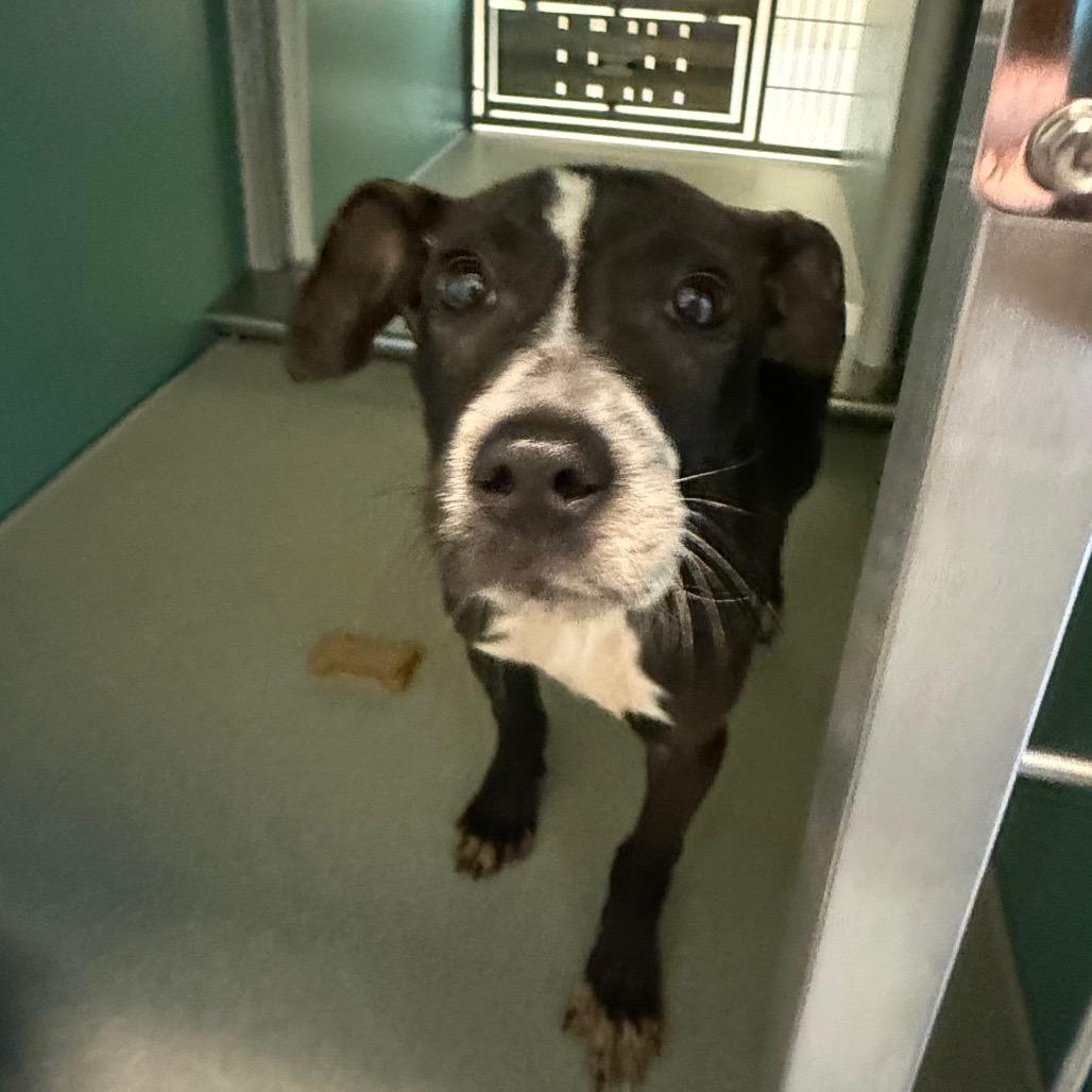 Enlarge Polly, a Adoptable Pit Bull Terrier in Norman, OK image 2/4