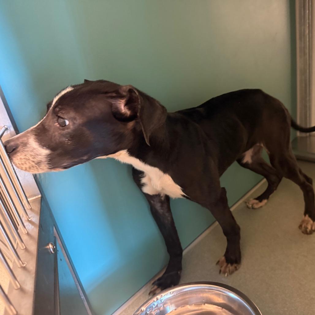 Enlarge Polly, a Adoptable Pit Bull Terrier in Norman, OK image 3/4