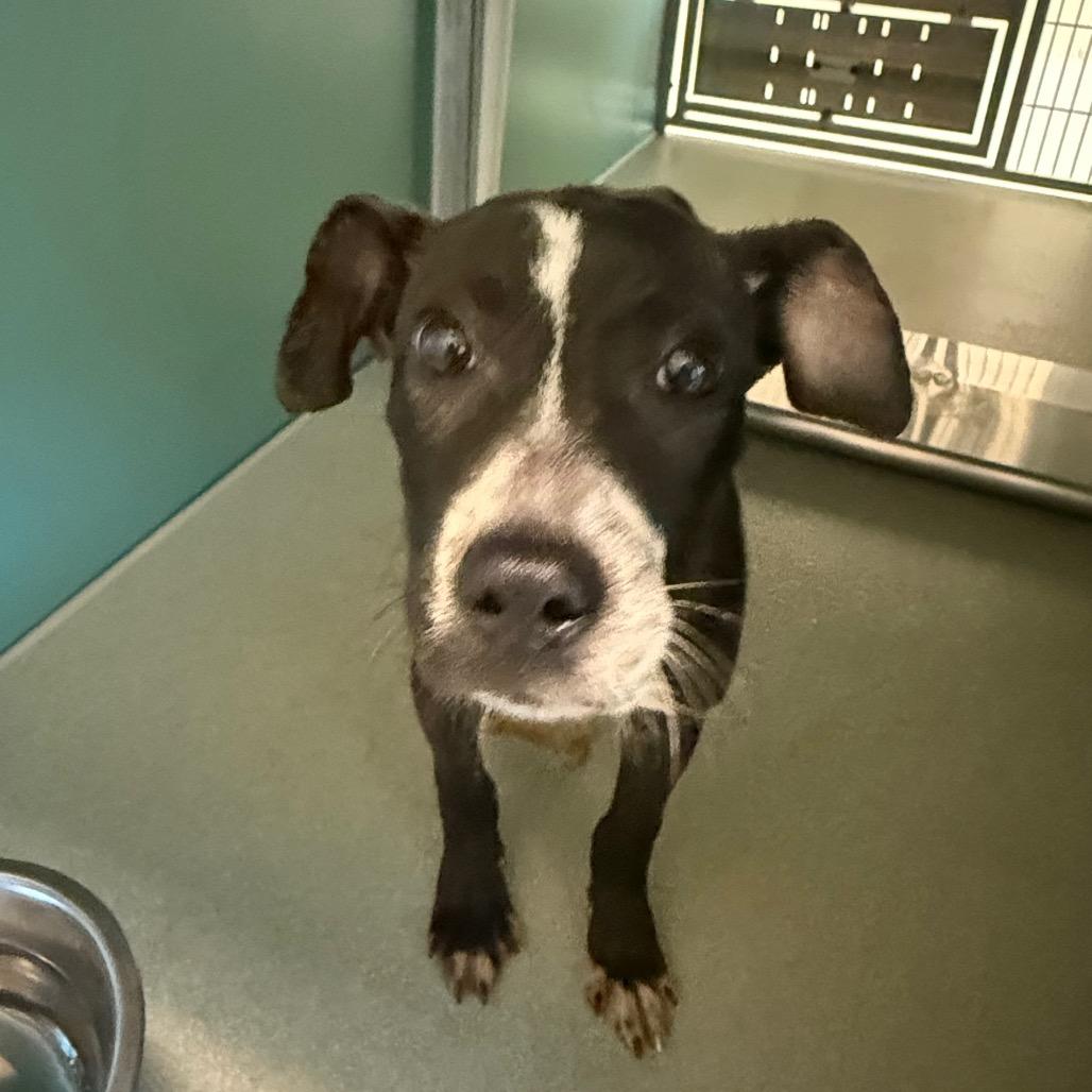 Enlarge Polly, a Adoptable Pit Bull Terrier in Norman, OK image 4/4