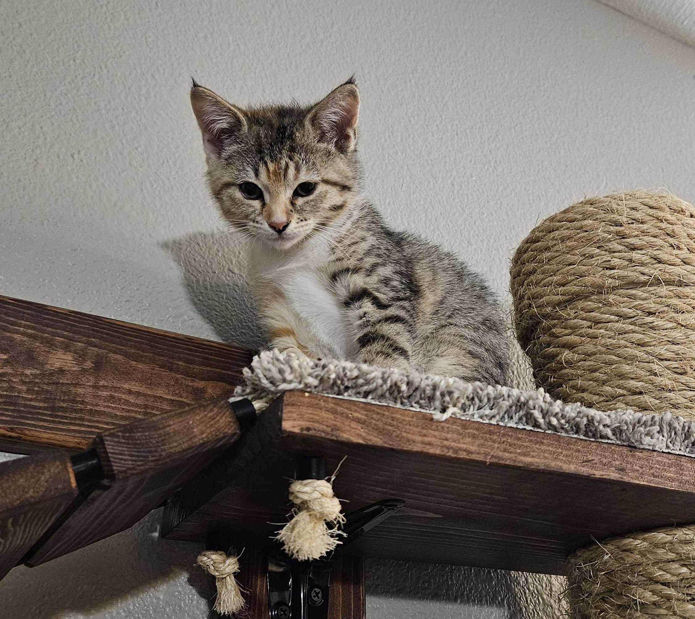 Kennedy, an adoptable Domestic Short Hair in Lubbock, TX, 79424 | Photo Image 1
