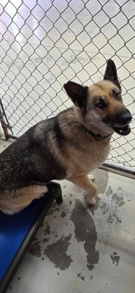 Siren, Adoptable, Young Female German Shepherd Dog & Husky.