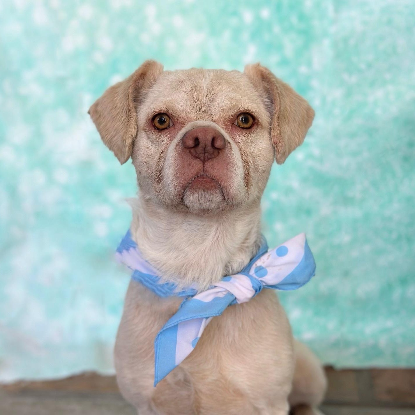 Buster / Need Foster!