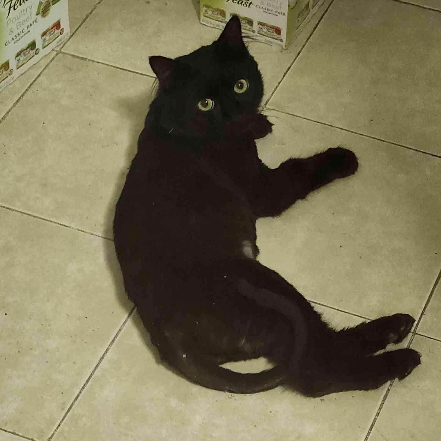Picasso, ADOPTABLE, Adult Male American Shorthair.