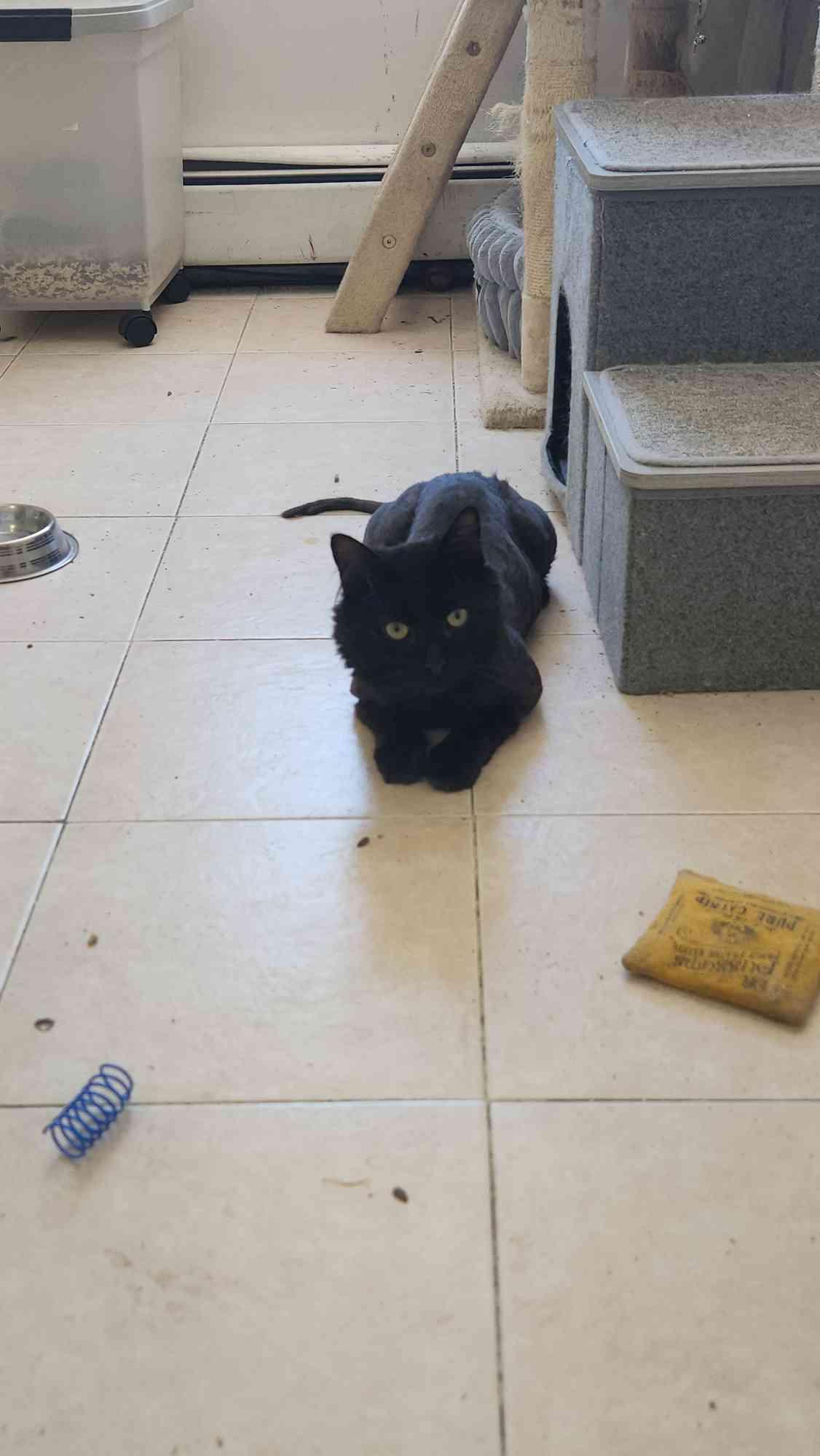 Picasso, a ADOPTABLE American Shorthair in North Bergen, NJ image 3/5