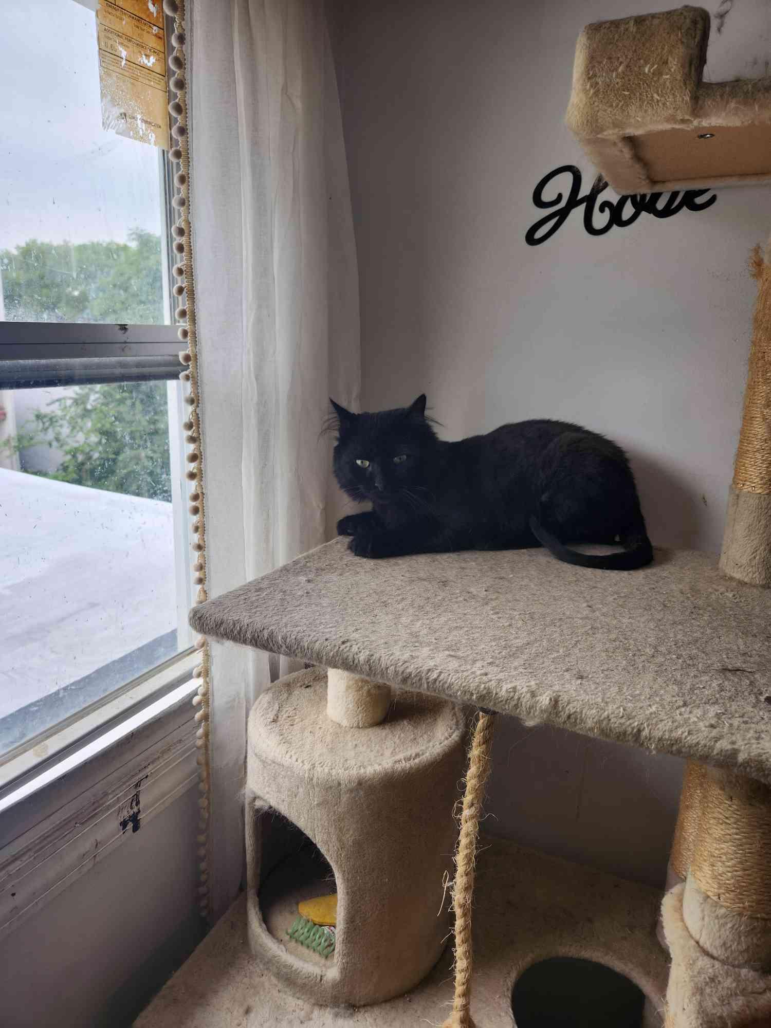 Picasso, a ADOPTABLE American Shorthair in North Bergen, NJ image 4/5