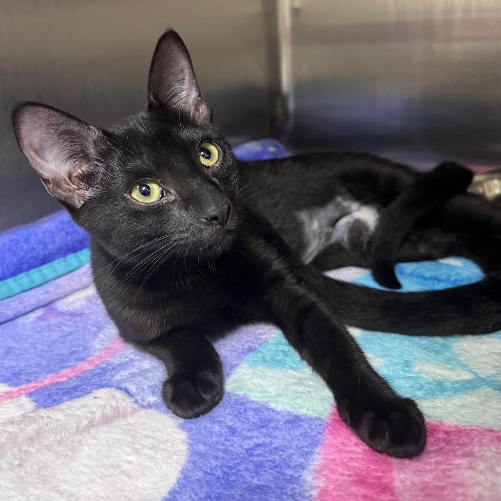 Dill 28696, Adoptable, Kitten Female Domestic Short Hair.