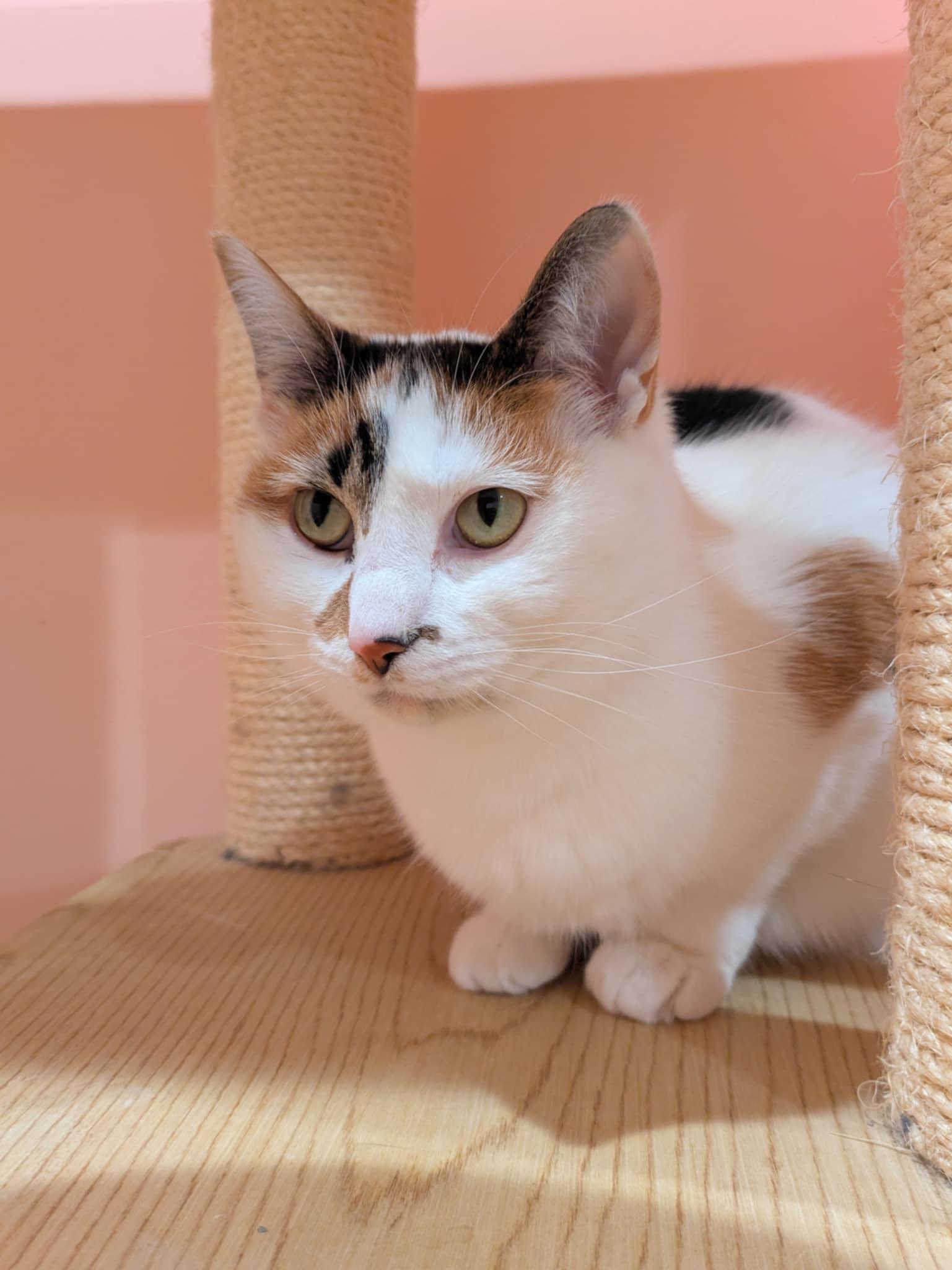 Nala, Adult Female unknown