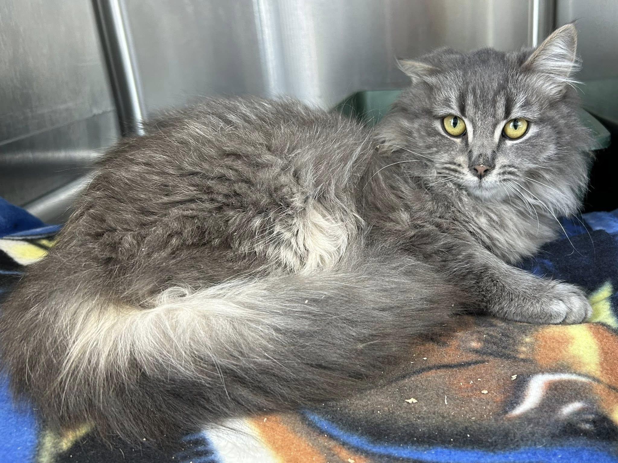 Enlarge Gucci, a ADOPTABLE Domestic Long Hair in Lincoln, MI image 1/1