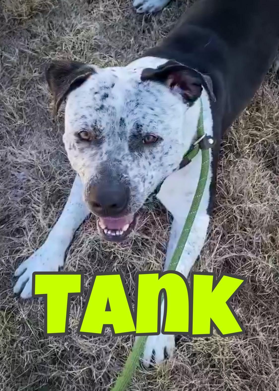 Enlarge Tank, a Adopted mixed breed in Arlee, MT image 1/5