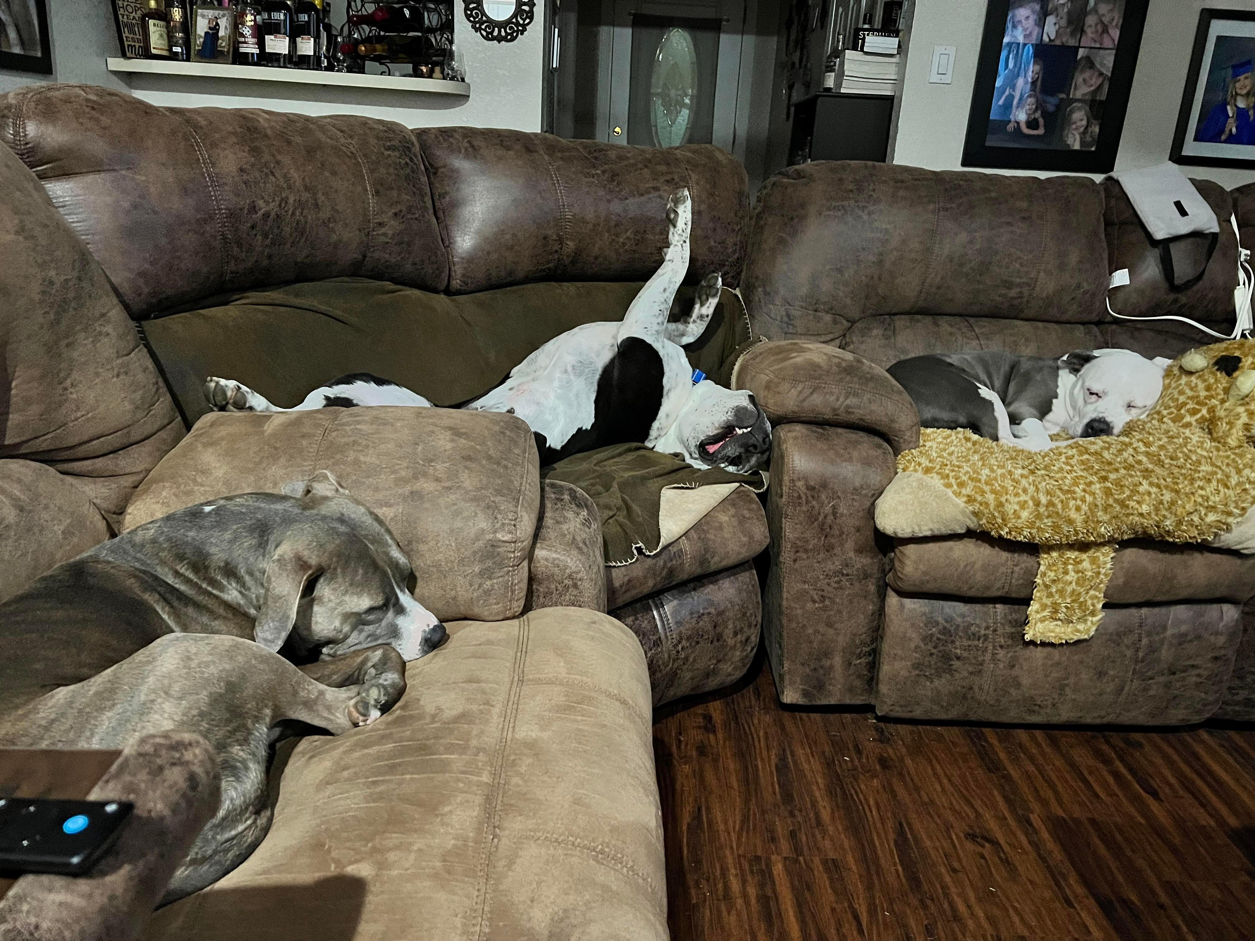 Enlarge Tank, a Adopted mixed breed in Arlee, MT image 2/5