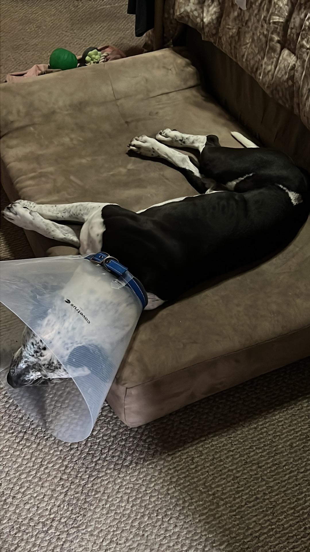 Enlarge Tank, a Adopted mixed breed in Arlee, MT image 3/5