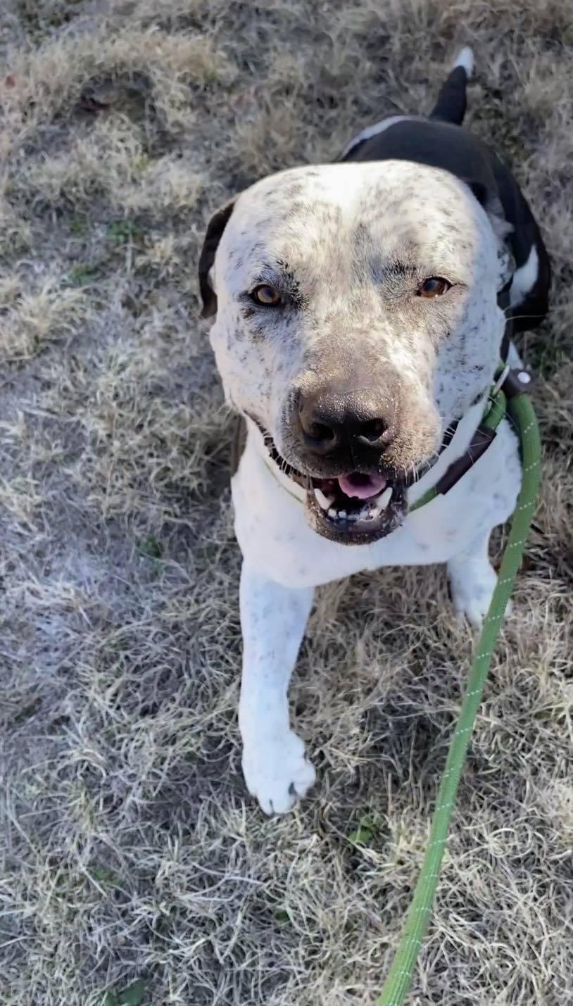 Enlarge Tank, a Adopted mixed breed in Arlee, MT image 4/5