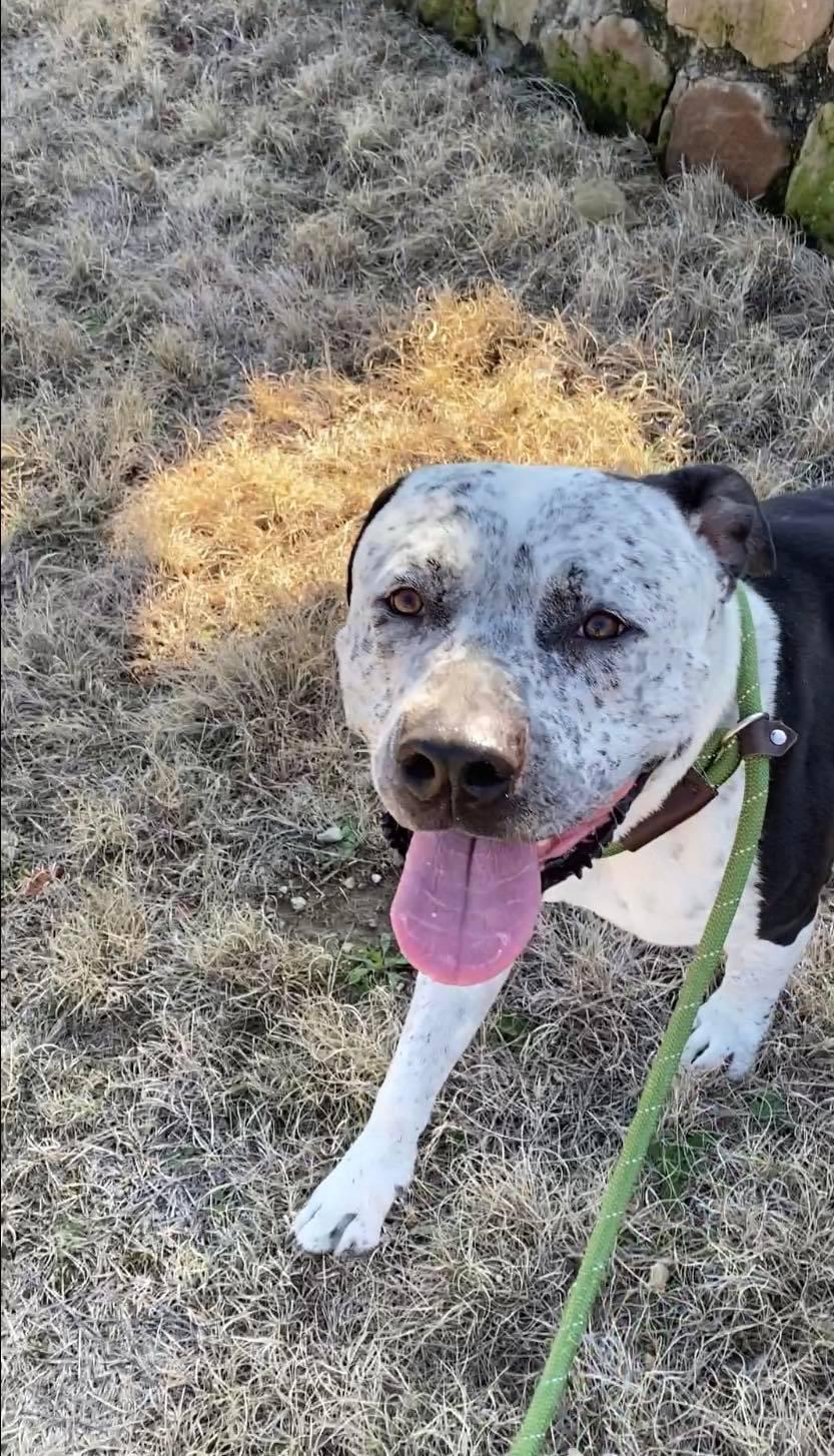 Enlarge Tank, a Adopted mixed breed in Arlee, MT image 5/5