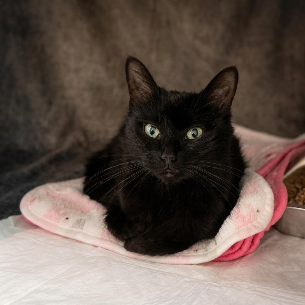 Belle, Adoptable, Adult Female Domestic Short Hair.