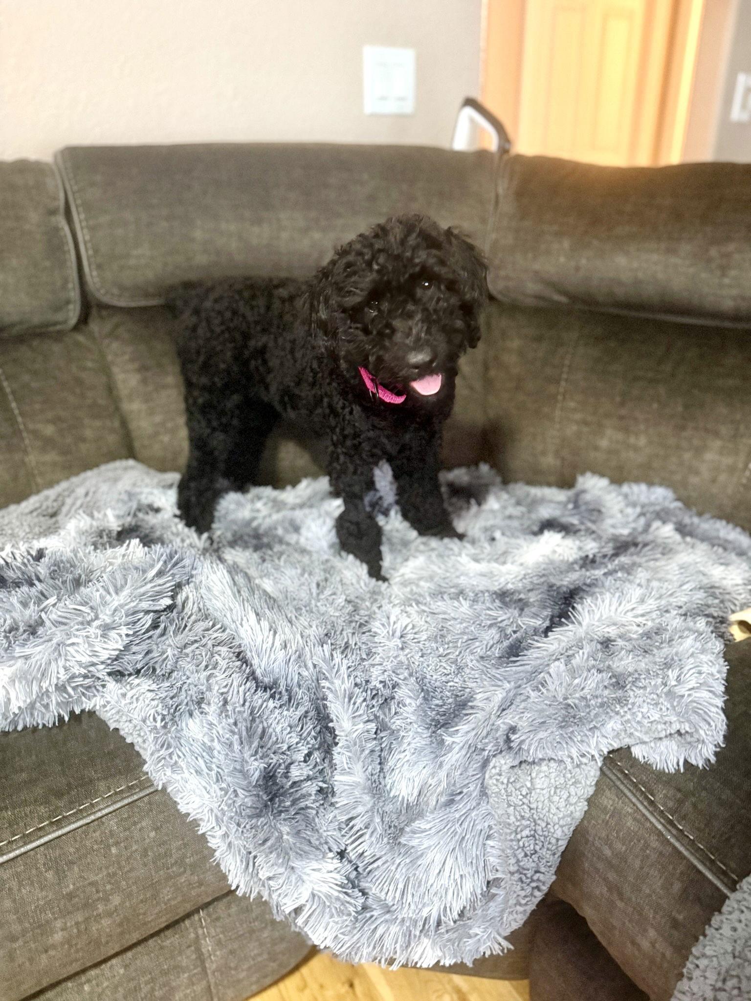 Chloe, a Adopted mixed breed in Orlando, FL image 1/3