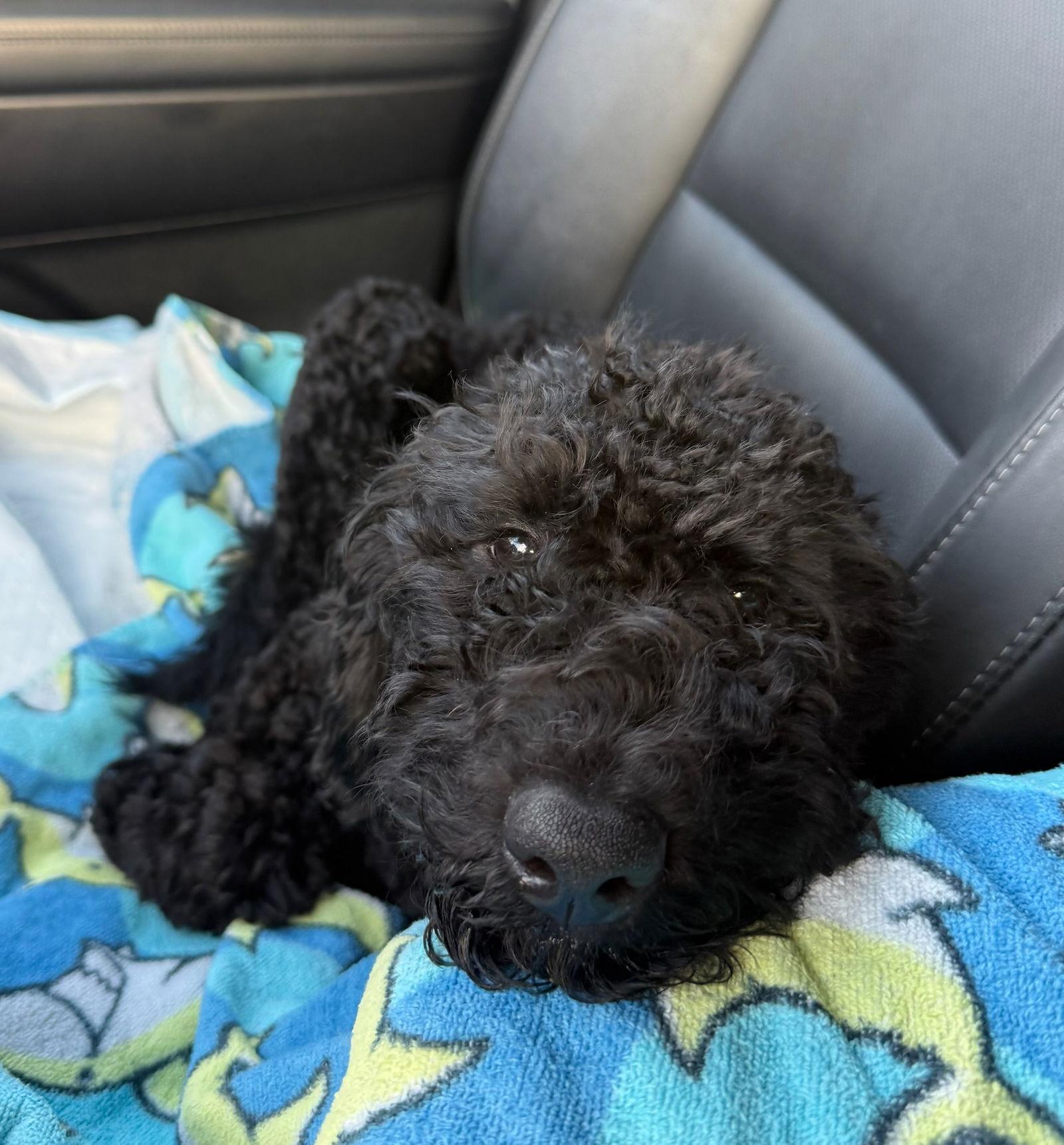 Chloe, a Adopted mixed breed in Orlando, FL image 2/3