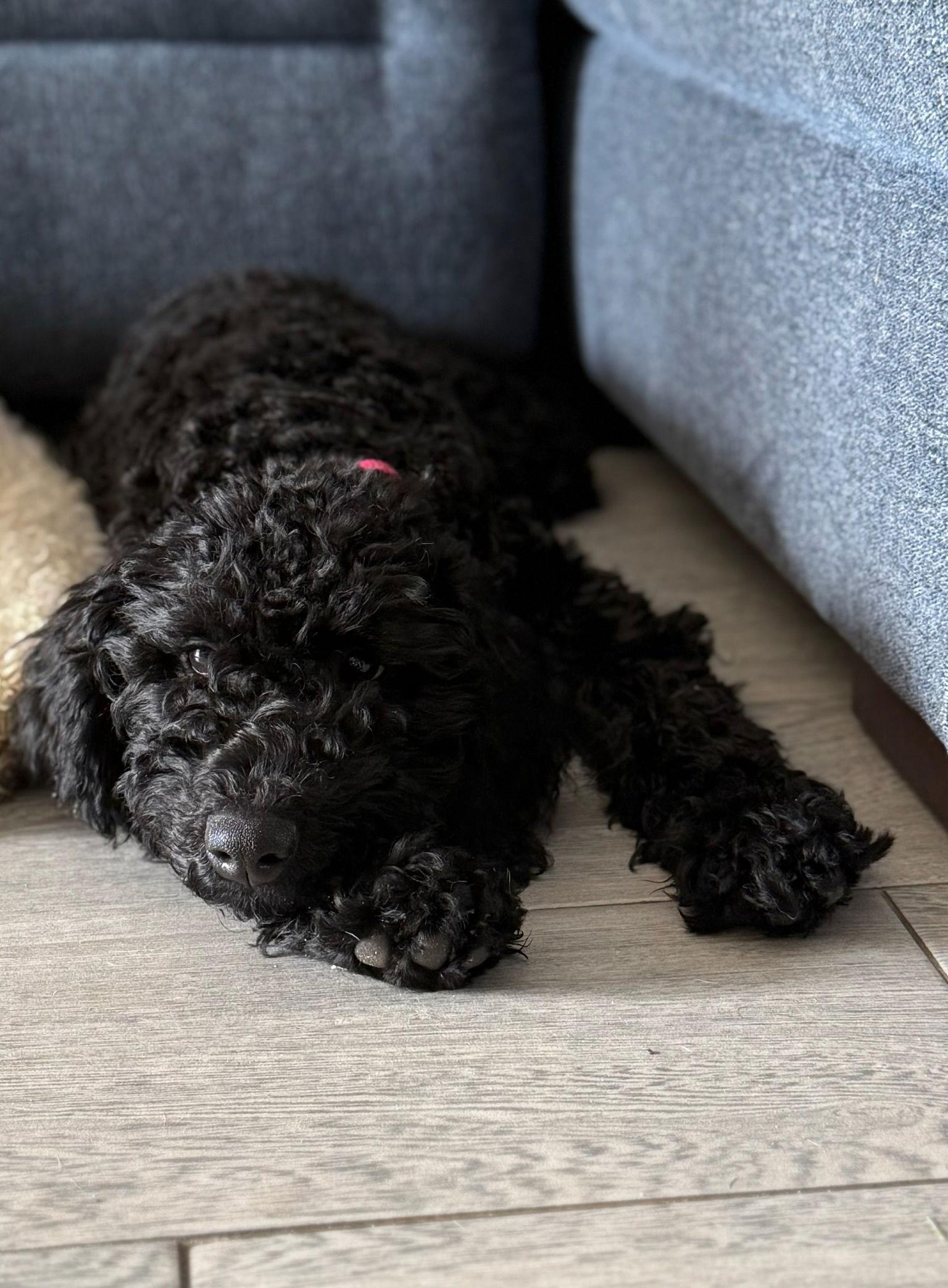 Chloe, a Adopted mixed breed in Orlando, FL image 3/3