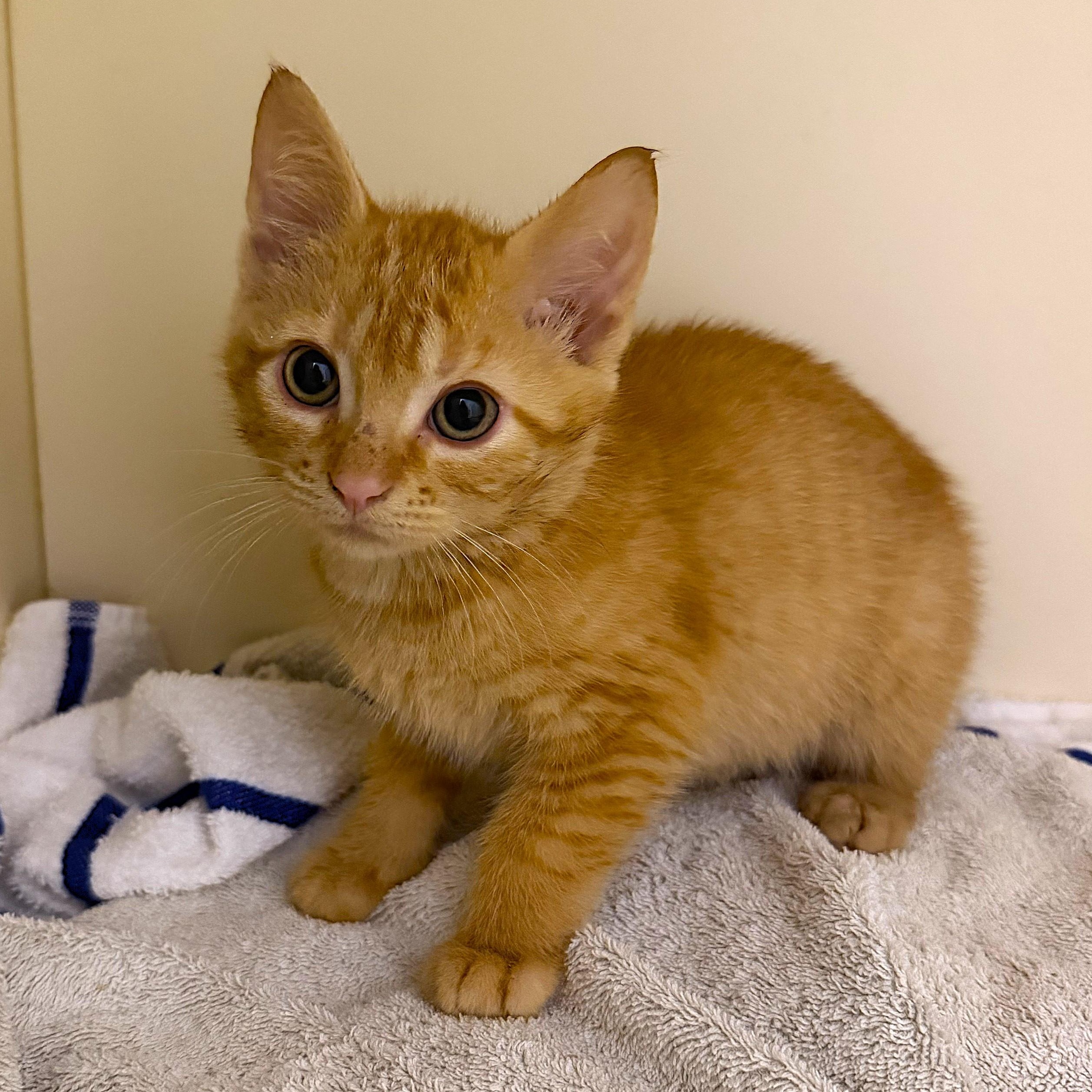 Stego, adopted, Kitten Male Domestic Short Hair.