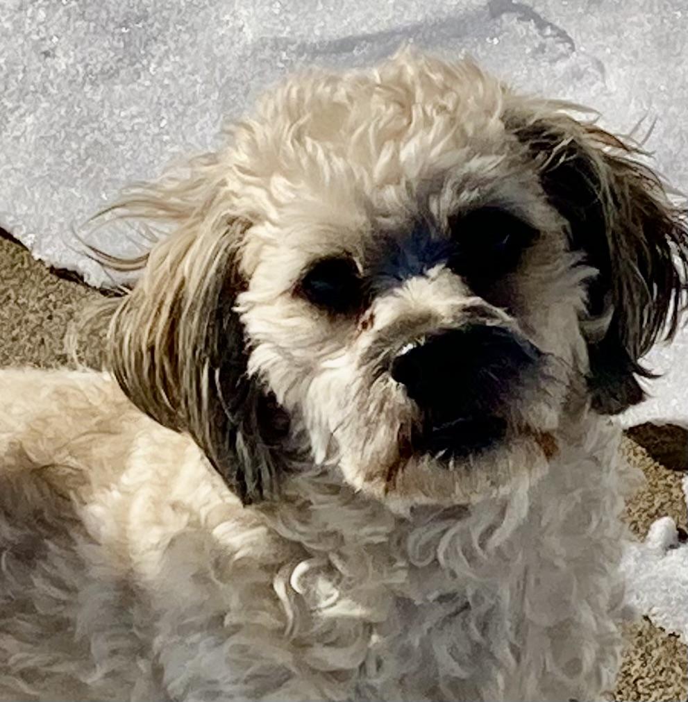 Cody, adoptable, Adult Male Shih Tzu & Maltese.