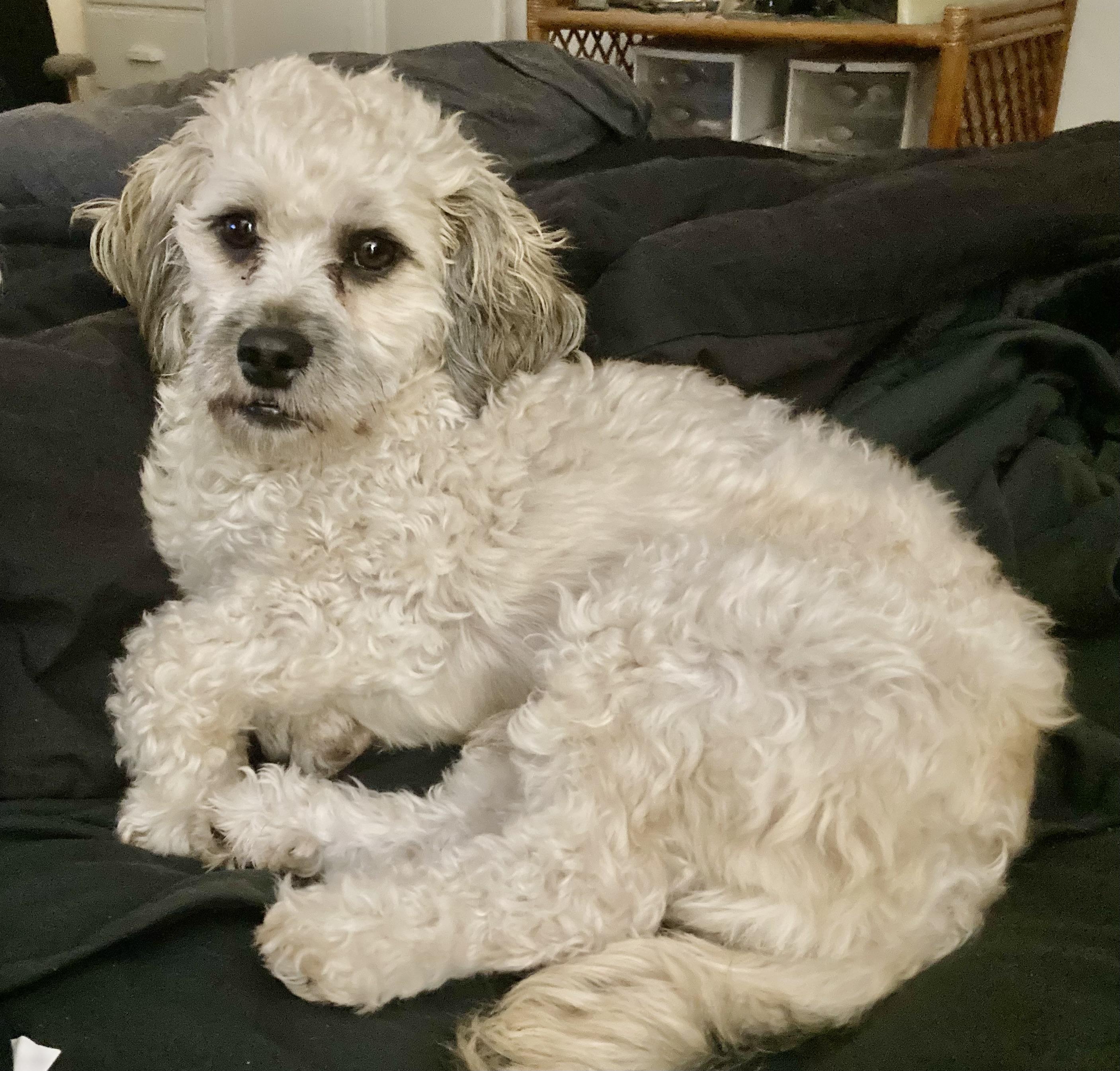 Enlarge Cody, an adoptable mixed breed in White Bear Lake, MN image 6/6