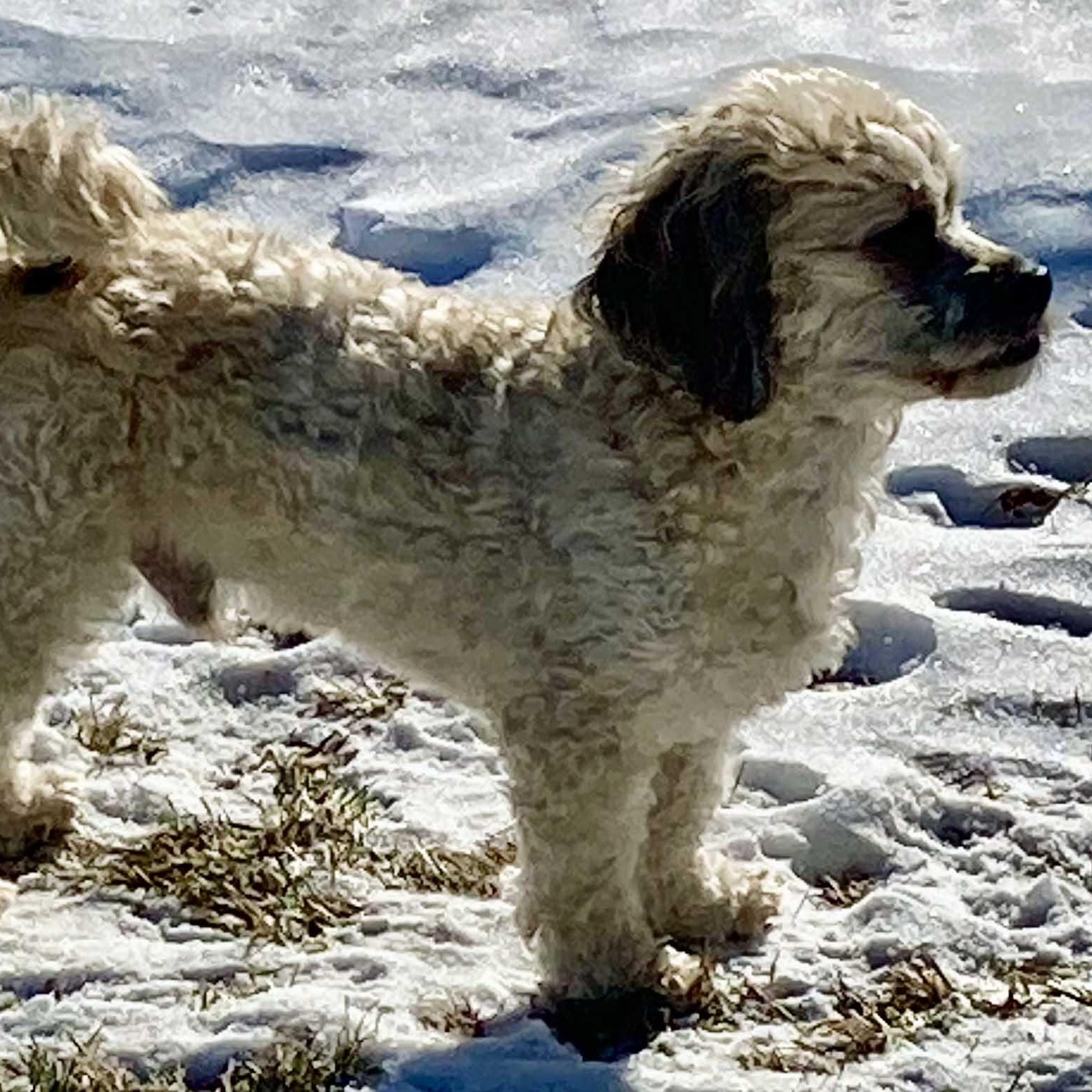 Enlarge Cody, an adoptable mixed breed in White Bear Lake, MN image 5/6