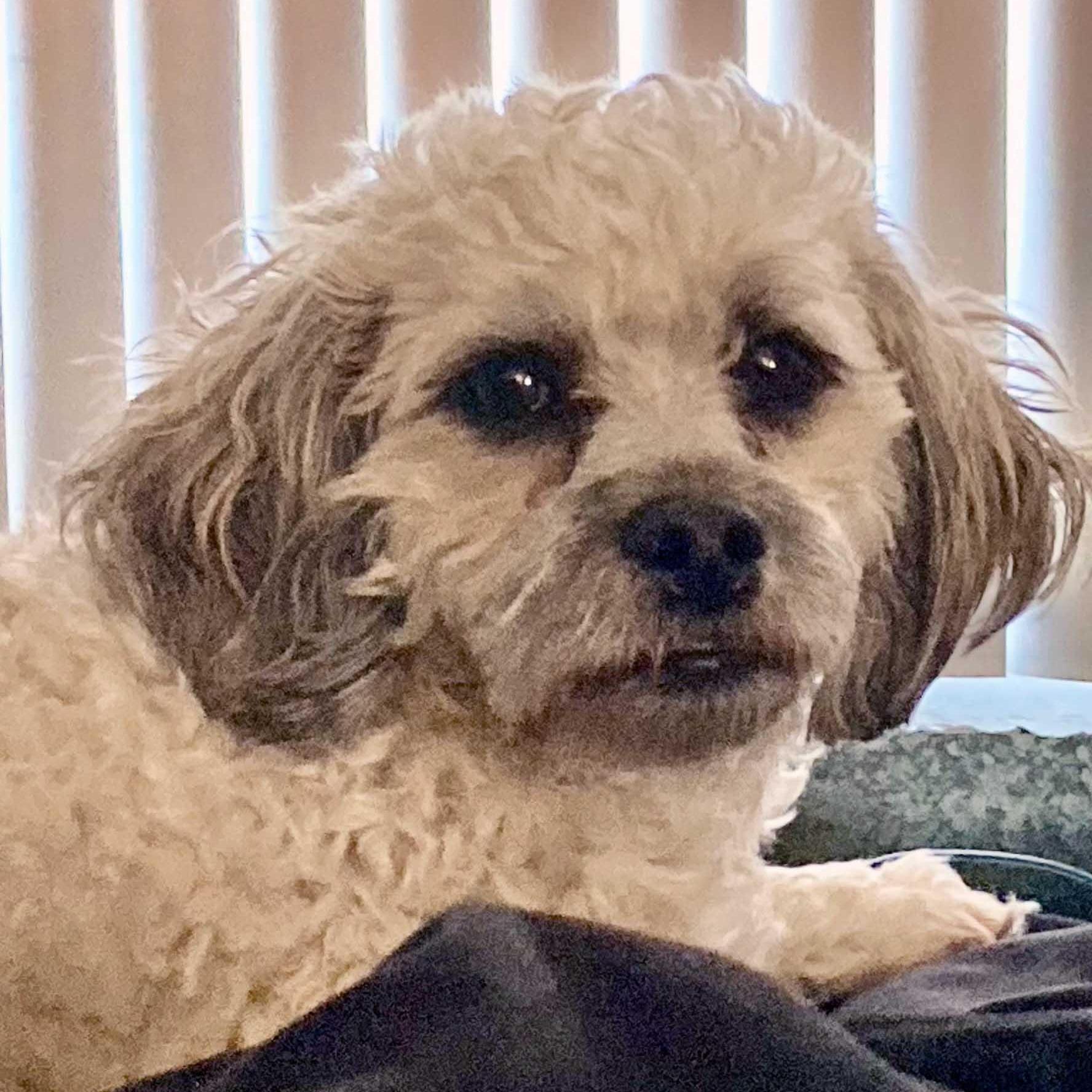 Enlarge Cody, an adoptable mixed breed in White Bear Lake, MN image 3/6