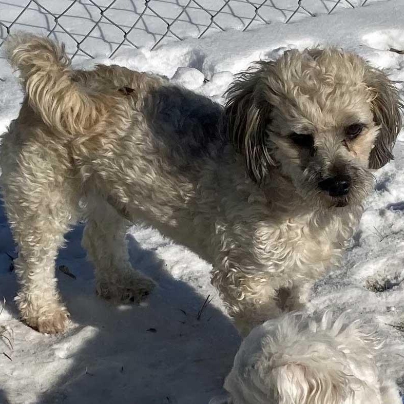 Enlarge Cody, an adoptable mixed breed in White Bear Lake, MN image 4/6