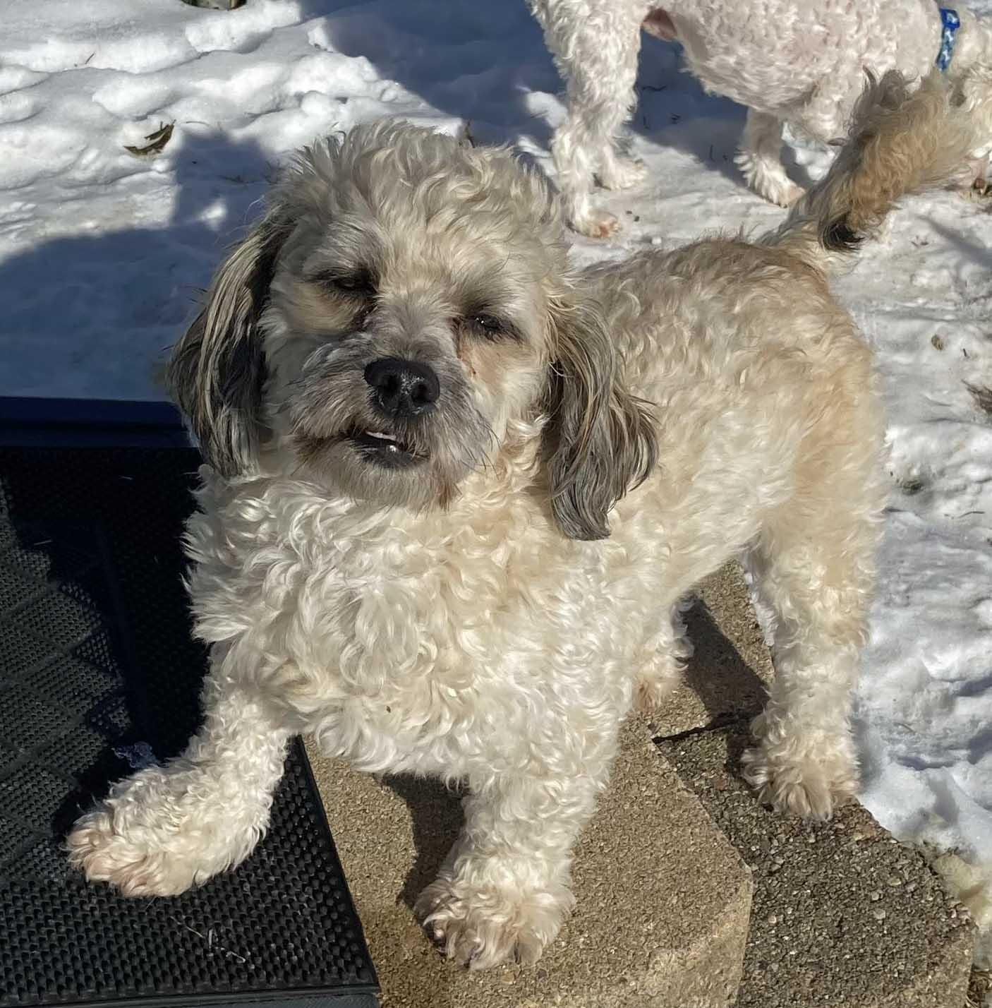 Enlarge Cody, an adoptable mixed breed in White Bear Lake, MN image 2/6