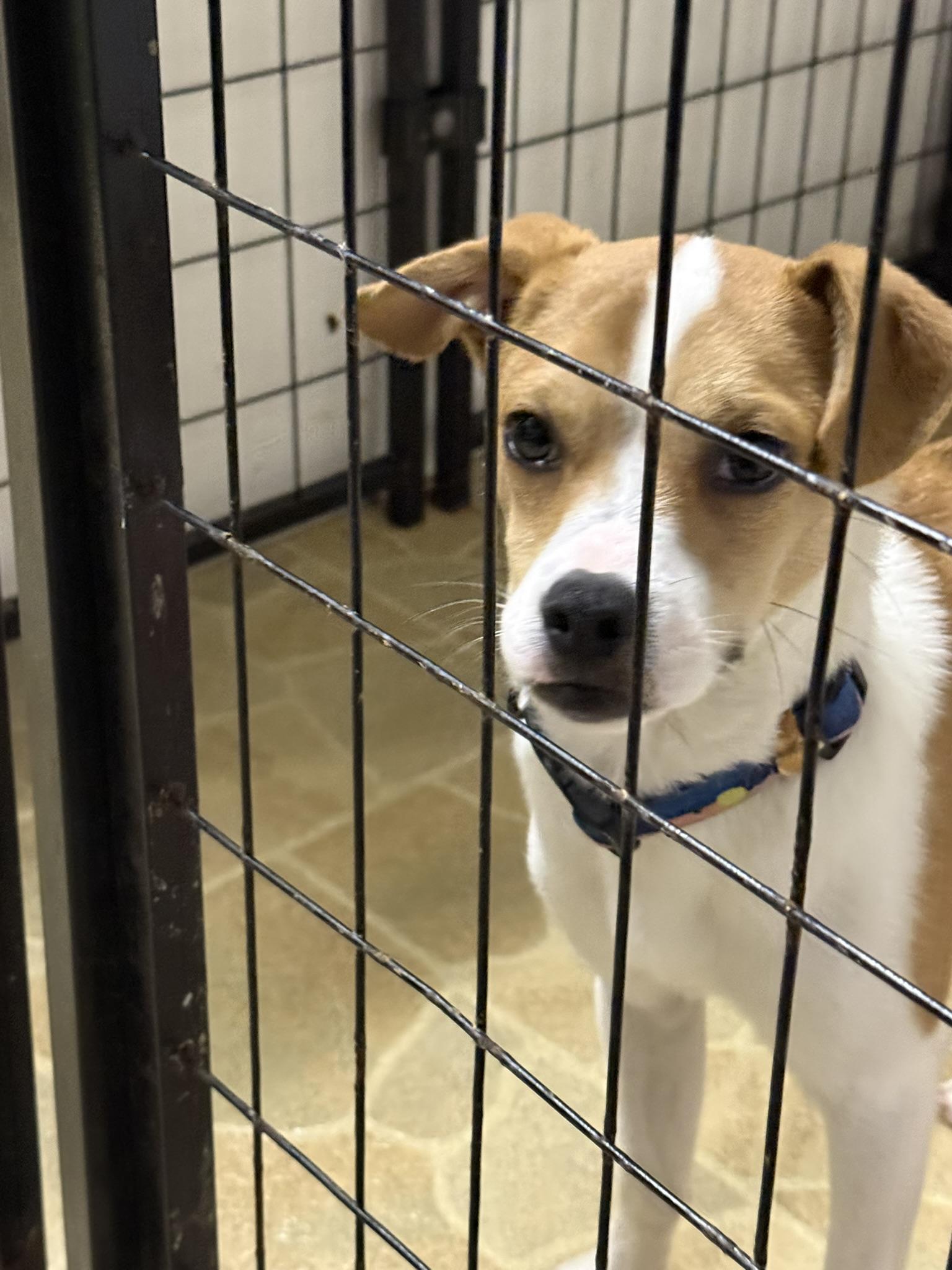 Enlarge Bear, a ADOPTABLE mixed breed in Owensboro, KY image 1/3