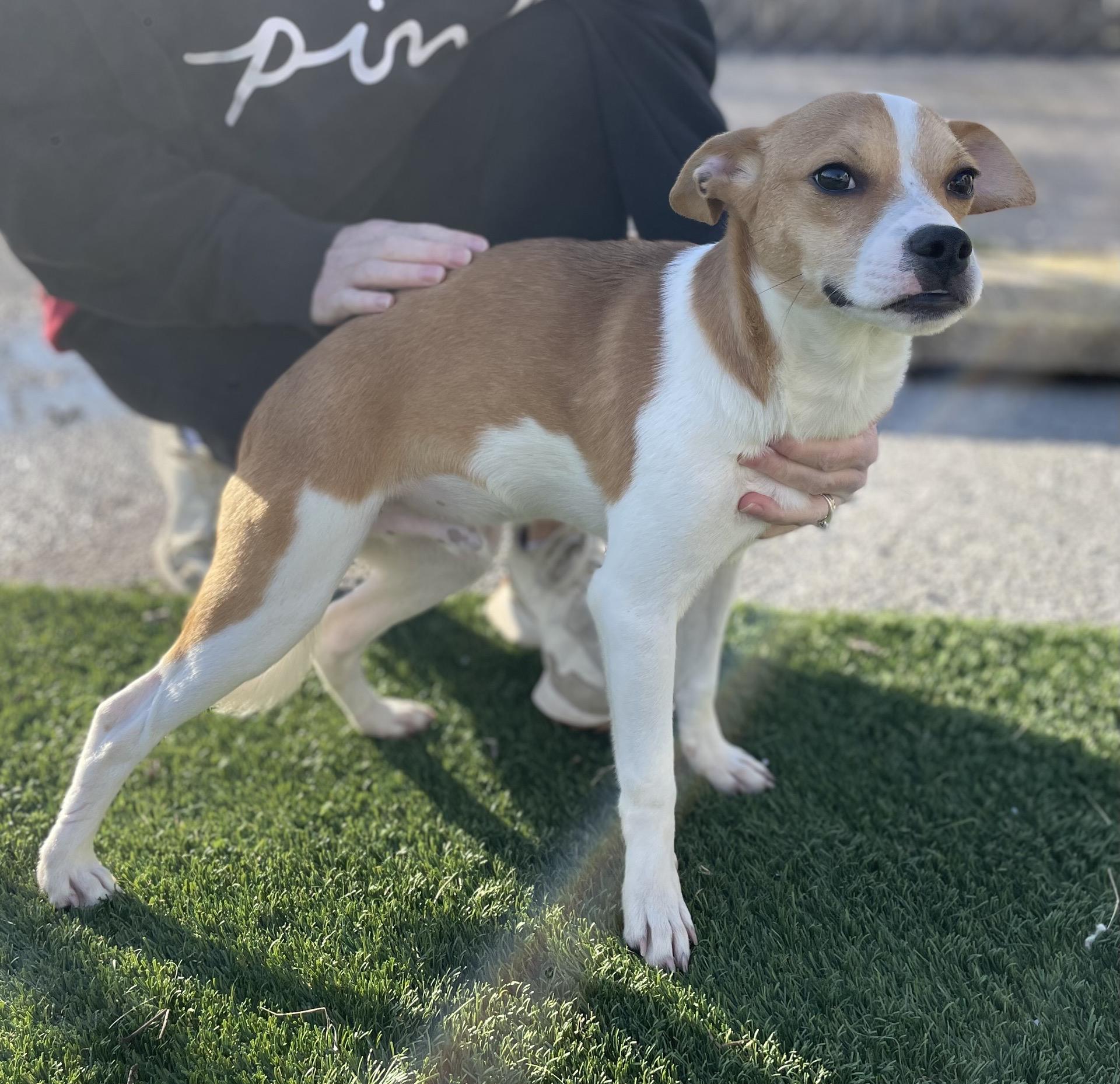 Enlarge Bear, a ADOPTABLE mixed breed in Owensboro, KY image 2/3